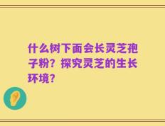 什么树下面会长灵芝孢子粉？探究灵芝的生长环境？