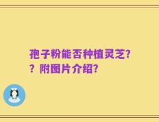 孢子粉能否种植灵芝？？附图片介绍？