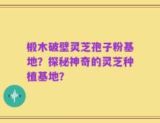 椴木破壁灵芝孢子粉基地？探秘神奇的灵芝种植基地？