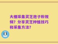 大棚采集灵芝孢子粉视频？分享灵芝种植技巧和采集方法？