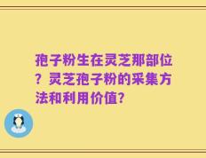 孢子粉生在灵芝那部位？灵芝孢子粉的采集方法和利用价值？