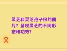 灵芝和灵芝孢子粉的图片？呈现灵芝的不同形态和功效？