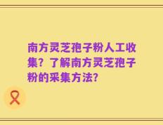 南方灵芝孢子粉人工收集？了解南方灵芝孢子粉的采集方法？