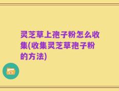 灵芝草上孢子粉怎么收集(收集灵芝草孢子粉的方法)