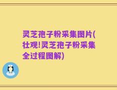 灵芝孢子粉采集图片(壮观!灵芝孢子粉采集全过程图解)