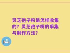 灵芝孢子粉是怎样收集的？灵芝孢子粉的采集与制作方法？