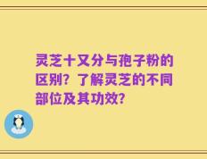 灵芝十又分与孢子粉的区别？了解灵芝的不同部位及其功效？