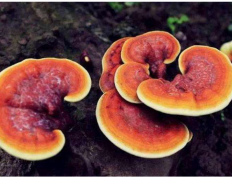 灵芝孢子粉帮你告别亚健康！