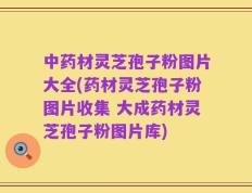 中药材灵芝孢子粉图片大全(药材灵芝孢子粉图片收集 大成药材灵芝孢子粉图片库)