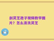刮灵芝孢子视频教学图片？怎么清洗灵芝