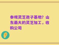参观灵芝孢子基地？山东最大的灵芝加工，收购公司