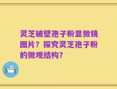 灵芝破壁孢子粉显微镜图片？探究灵芝孢子粉的微观结构？