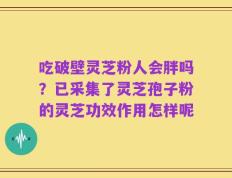 吃破壁灵芝粉人会胖吗？已采集了灵芝孢子粉的灵芝功效作用怎样呢