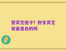 壁灵芝孢子？野生灵芝背面是白的吗