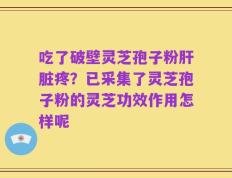 吃了破壁灵芝孢子粉肝脏疼？已采集了灵芝孢子粉的灵芝功效作用怎样呢
