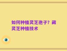 如何种植灵芝孢子？藏灵芝种植技术