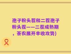 孢子粉头茬和二茬孢子粉头茬——二茬成熟期，茶农展开丰收攻势)
