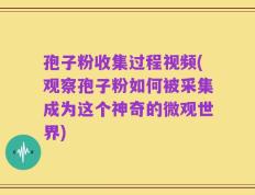 孢子粉收集过程视频(观察孢子粉如何被采集成为这个神奇的微观世界)