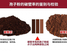 灵芝孢子粉破壁和不破壁的区别大吗？