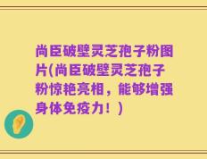尚臣破壁灵芝孢子粉图片(尚臣破壁灵芝孢子粉惊艳亮相，能够增强身体免疫力！)