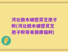 河北椴木破壁灵芝孢子粉(河北椴木破壁灵芝孢子粉带来健康福利)