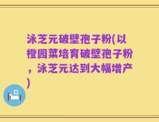 泳芝元破壁孢子粉(以橙园菜培育破壁孢子粉，泳芝元达到大幅增产)