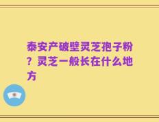泰安产破壁灵芝孢子粉？灵芝一般长在什么地方