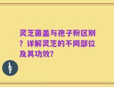 灵芝菌盖与孢子粉区别？详解灵芝的不同部位及其功效？