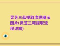 灵芝三萜提取流程图示图片(灵芝三萜提取流程详解)