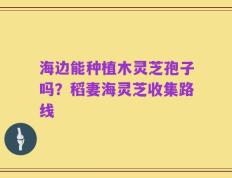 海边能种植木灵芝孢子吗？稻妻海灵芝收集路线