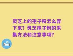 灵芝上的孢子粉怎么弄下来？灵芝孢子粉的采集方法和注意事项？