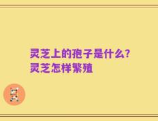 灵芝上的孢子是什么？灵芝怎样繁殖