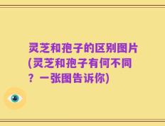 灵芝和孢子的区别图片(灵芝和孢子有何不同？一张图告诉你)