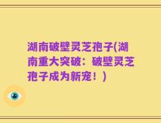 湖南破壁灵芝孢子(湖南重大突破：破壁灵芝孢子成为新宠！)