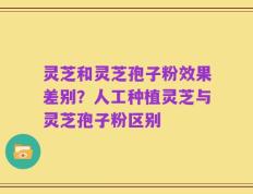 灵芝和灵芝孢子粉效果差别？人工种植灵芝与灵芝孢子粉区别
