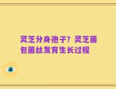 灵芝分身孢子？灵芝菌包菌丝发育生长过程