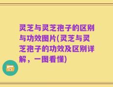 灵芝与灵芝孢子的区别与功效图片(灵芝与灵芝孢子的功效及区别详解，一图看懂)