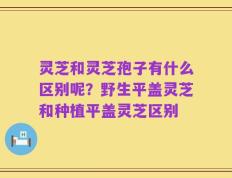 灵芝和灵芝孢子有什么区别呢？野生平盖灵芝和种植平盖灵芝区别