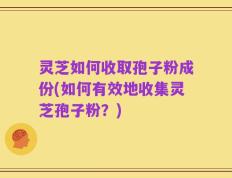 灵芝如何收取孢子粉成份(如何有效地收集灵芝孢子粉？)