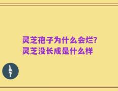 灵芝孢子为什么会烂？灵芝没长成是什么样