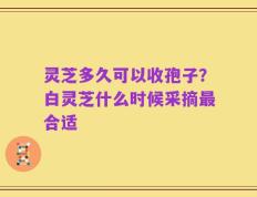 灵芝多久可以收孢子？白灵芝什么时候采摘最合适