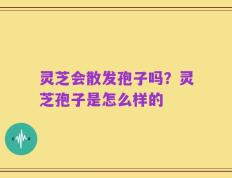 灵芝会散发孢子吗？灵芝孢子是怎么样的