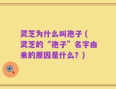灵芝为什么叫孢子 (灵芝的“孢子”名字由来的原因是什么？)