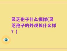 灵芝孢子什么模样(灵芝孢子的外观长什么样？)