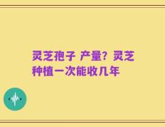 灵芝孢子 产量？灵芝种植一次能收几年