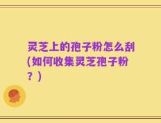 灵芝上的孢子粉怎么刮(如何收集灵芝孢子粉？)
