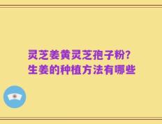 灵芝姜黄灵芝孢子粉？生姜的种植方法有哪些