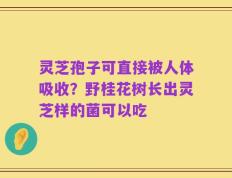 灵芝孢子可直接被人体吸收？野桂花树长出灵芝样的菌可以吃
