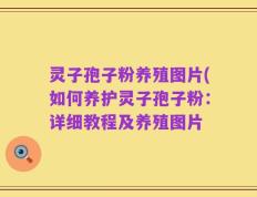 灵子孢子粉养殖图片(如何养护灵子孢子粉：详细教程及养殖图片