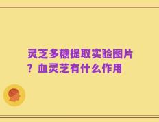 灵芝多糖提取实验图片？血灵芝有什么作用